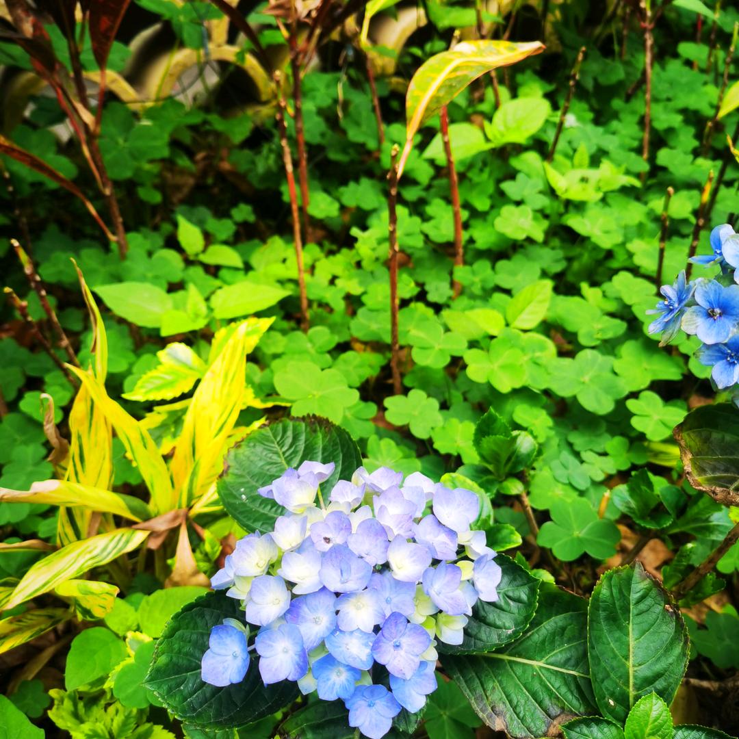 沉沉默花雨童心