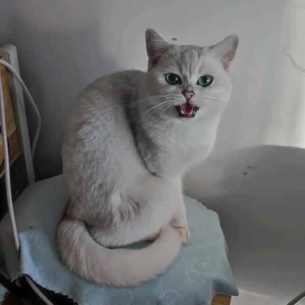 憨憨陪你看世界