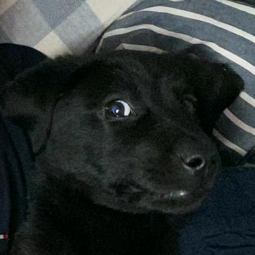 小五是只小黑拉