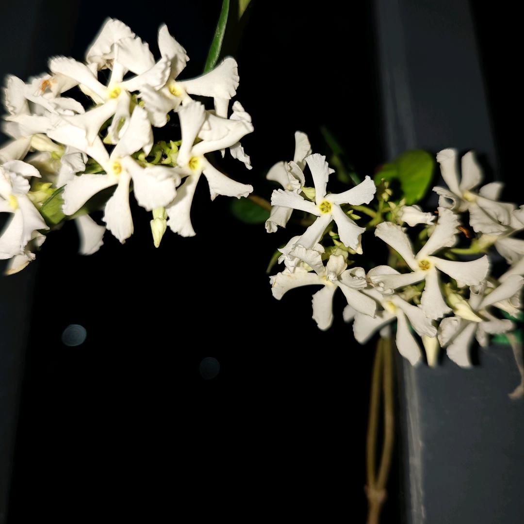 月光下
