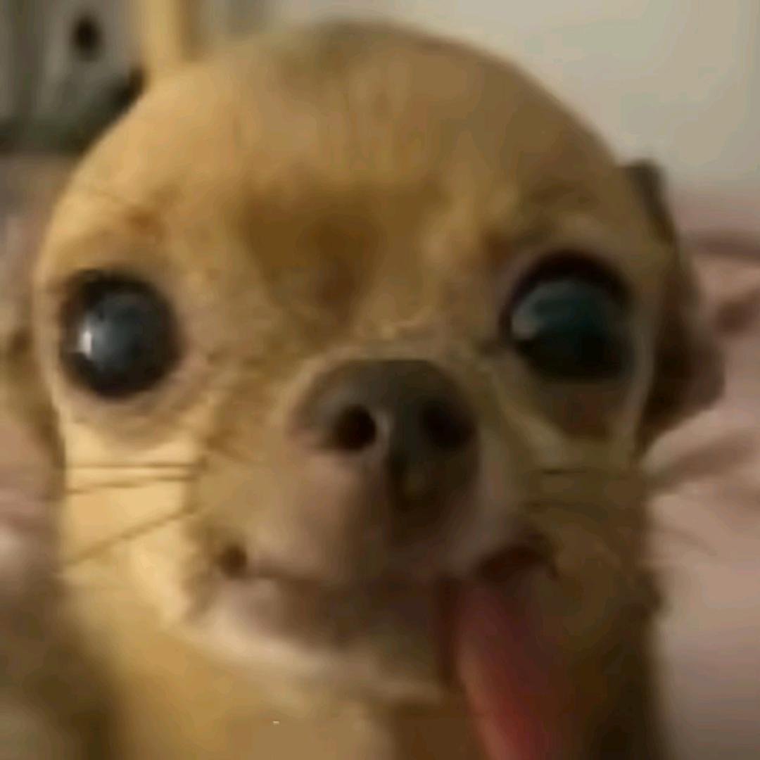 豆糕糕糕高高高