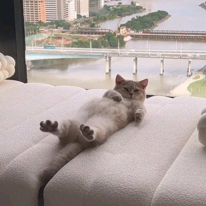 薄荷.