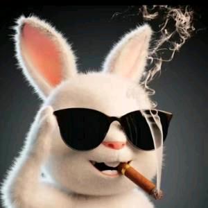 🐰