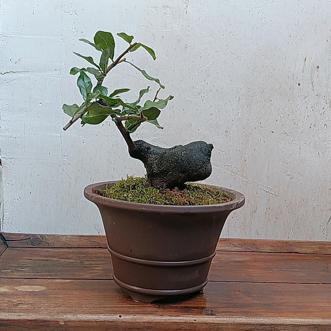 弹子