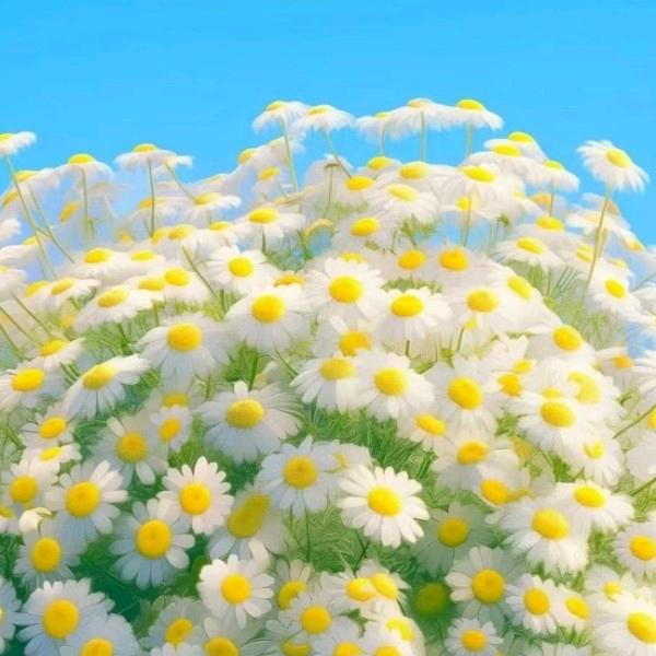 我是一只小小可爱