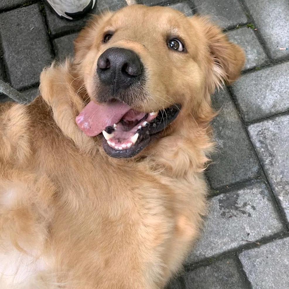 duke
