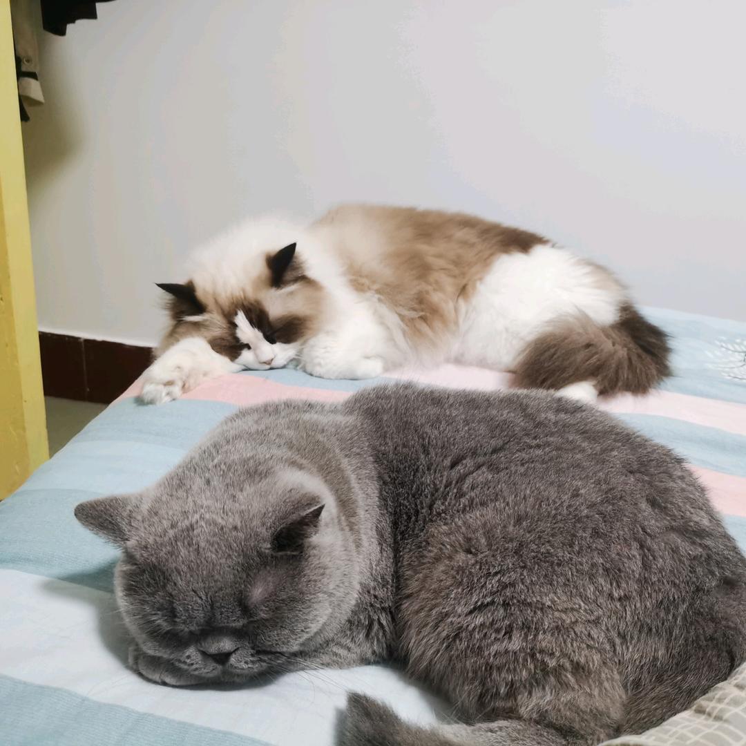 小板栗呀୧⍤⃝🐷