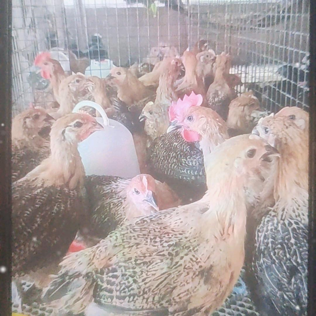 袁姐