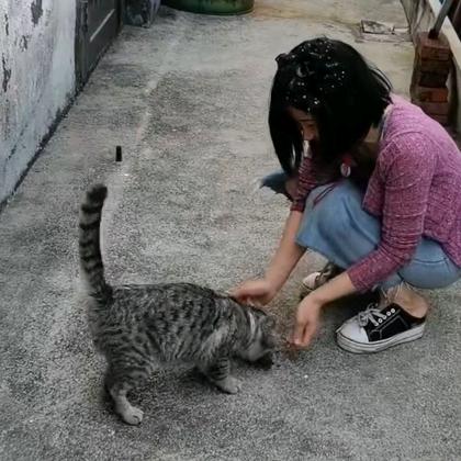 三只小猫
