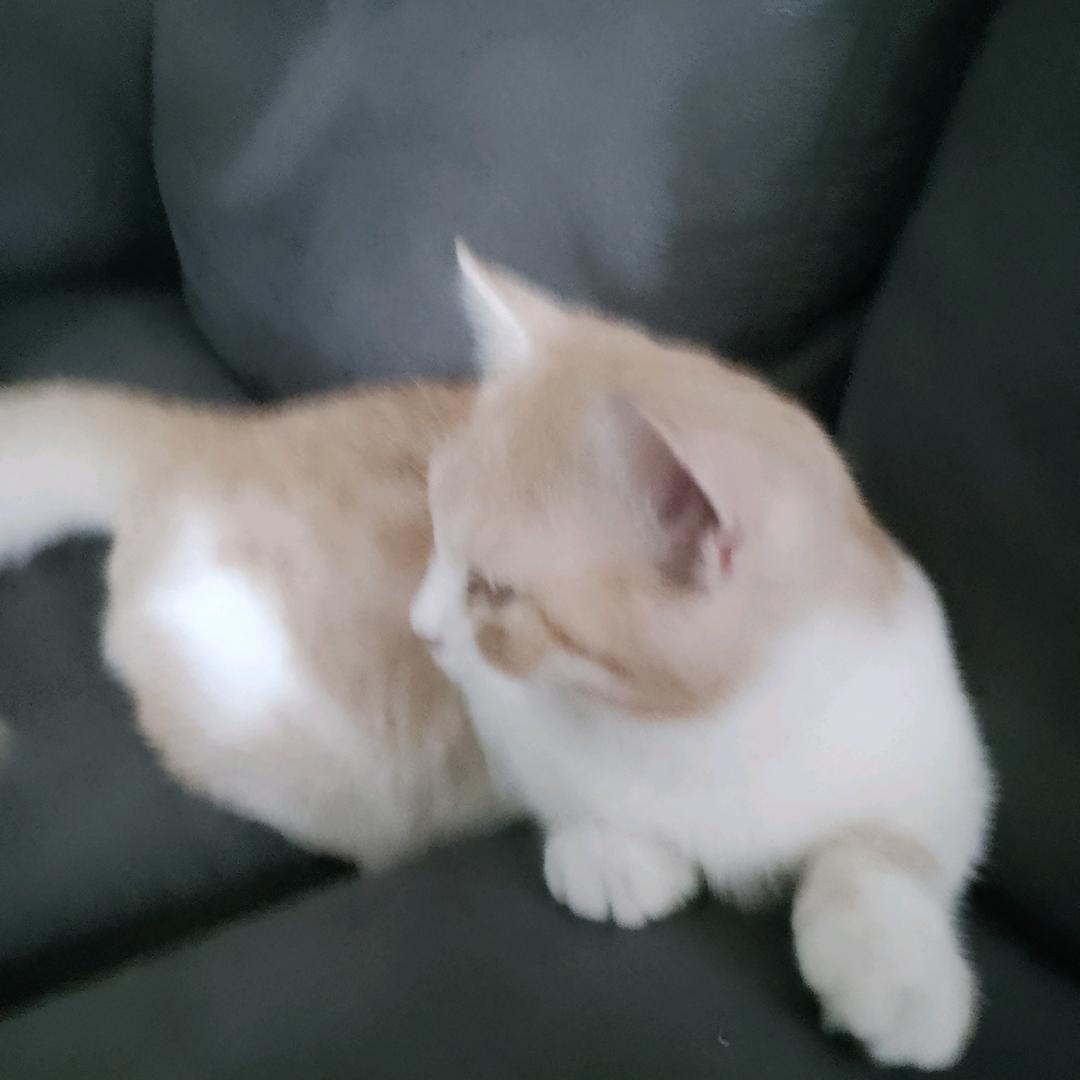 小橘子是只猫