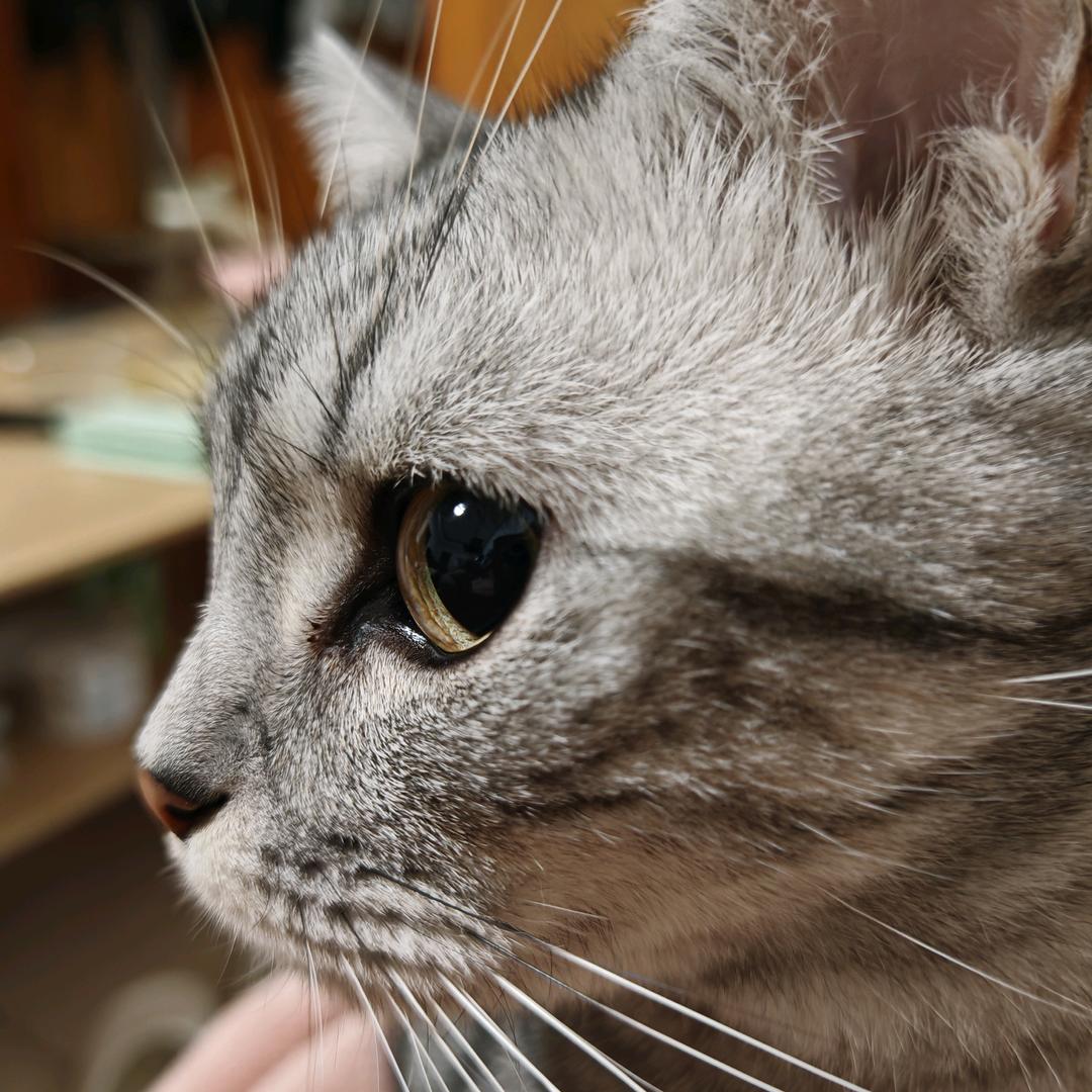 猫猫招财～