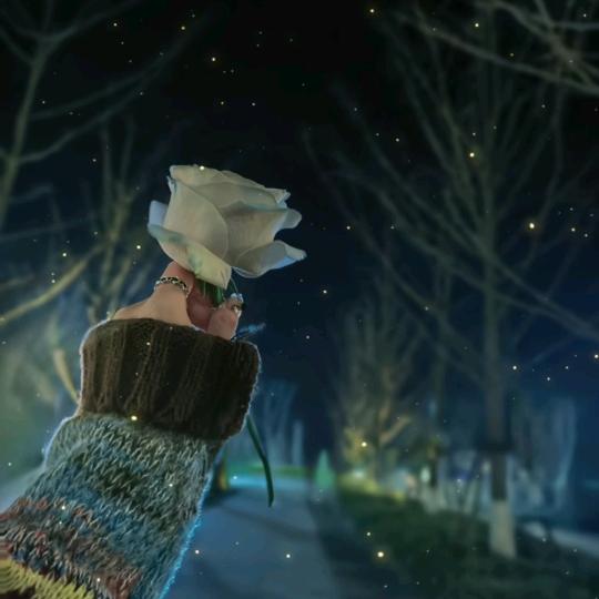💐郁金香