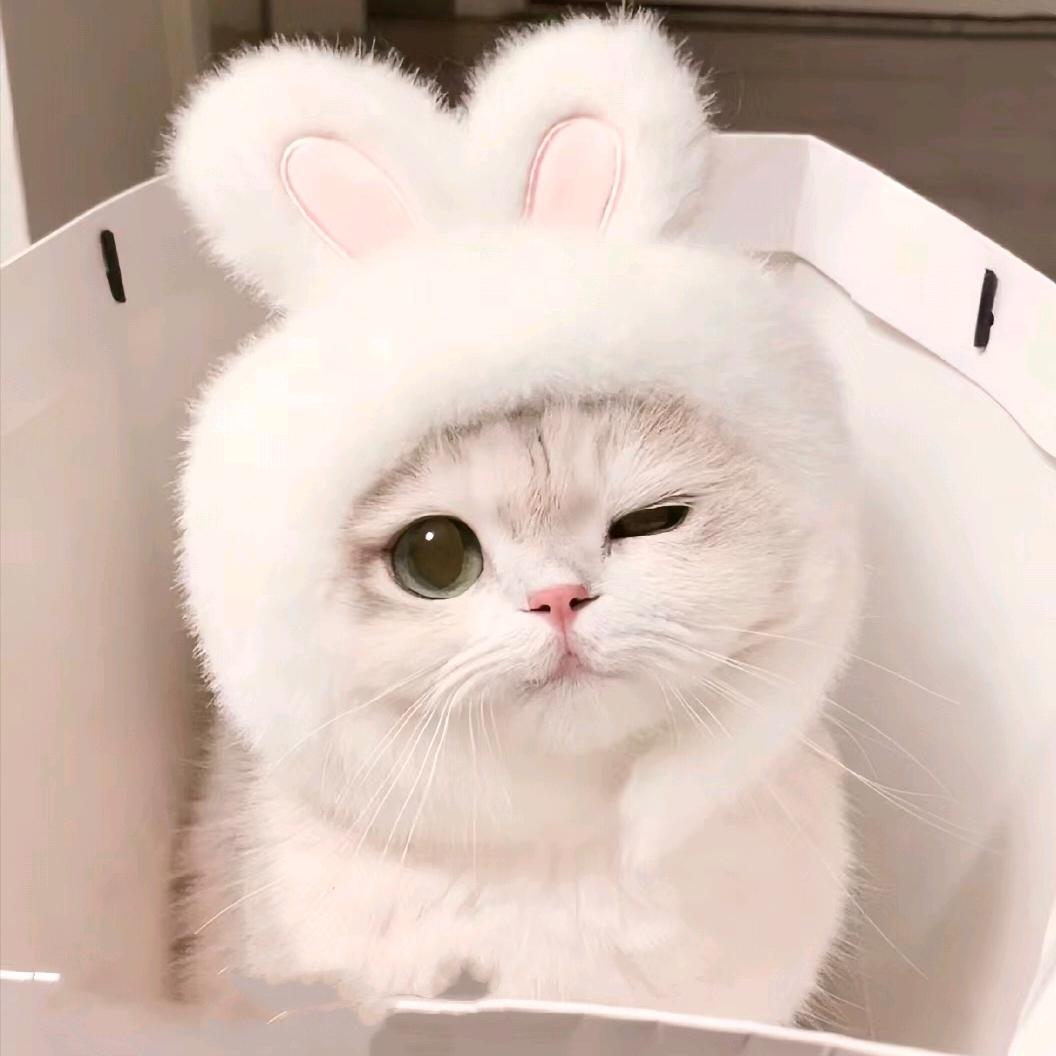 菁宝