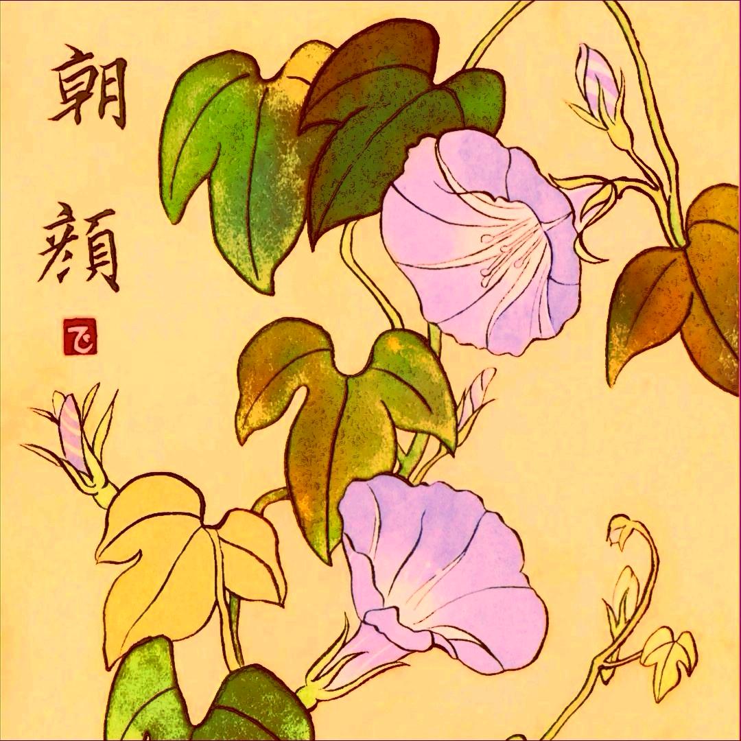 朝颜拾光