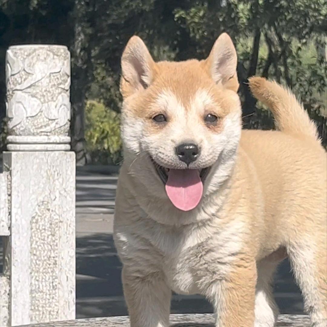 狗来富养好狗!