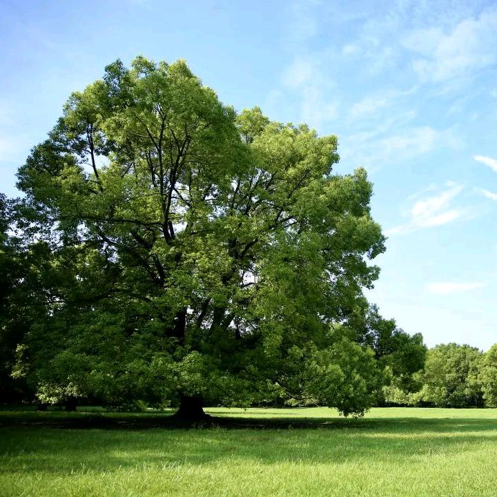 🌲吉祥缘分8999