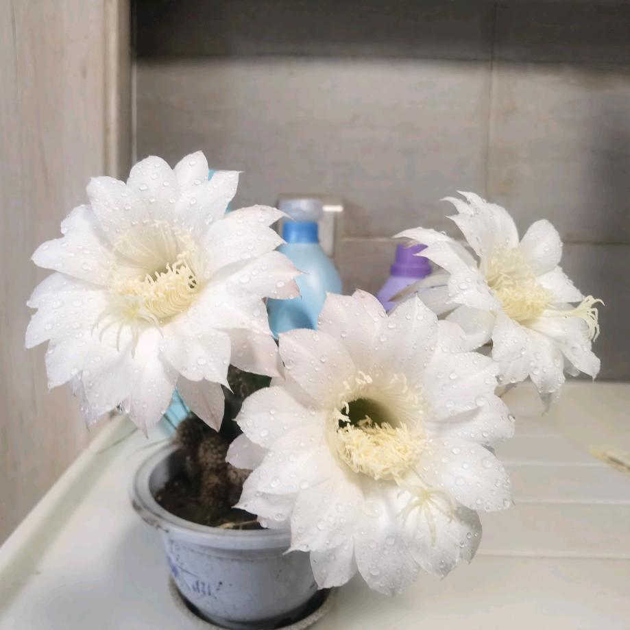 时光不语*静待花开*