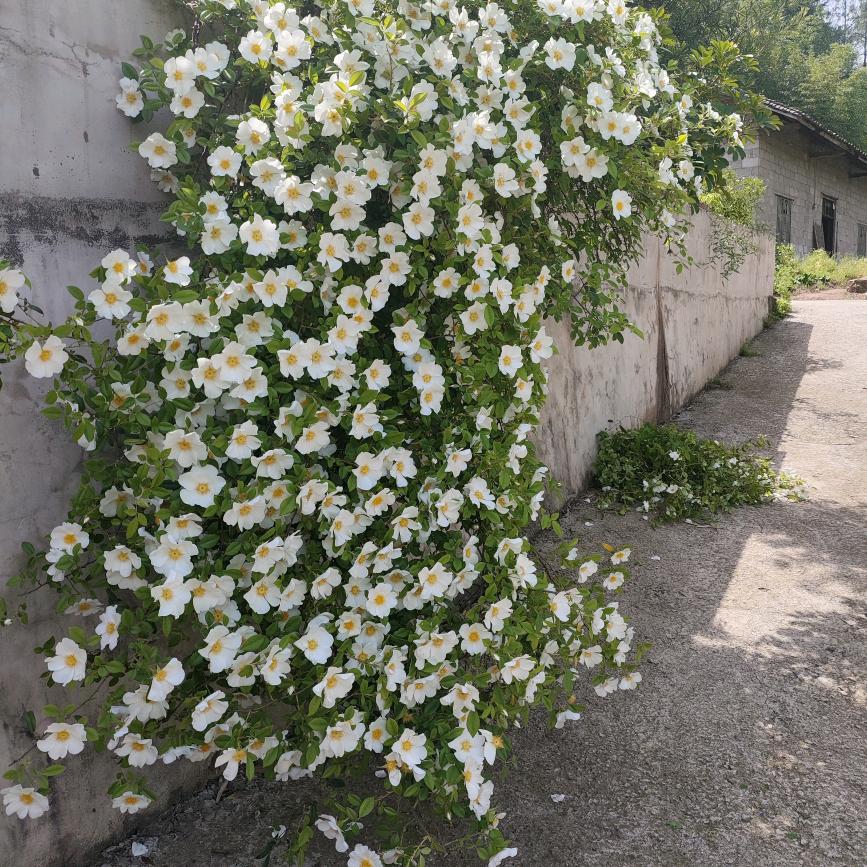 一生平安单身恋爱