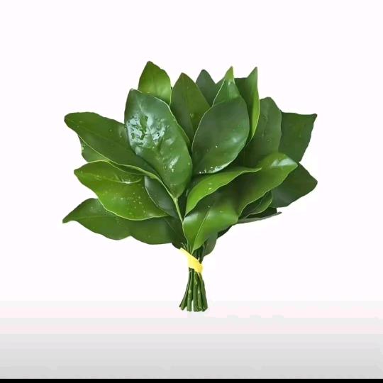 瓜瓜·