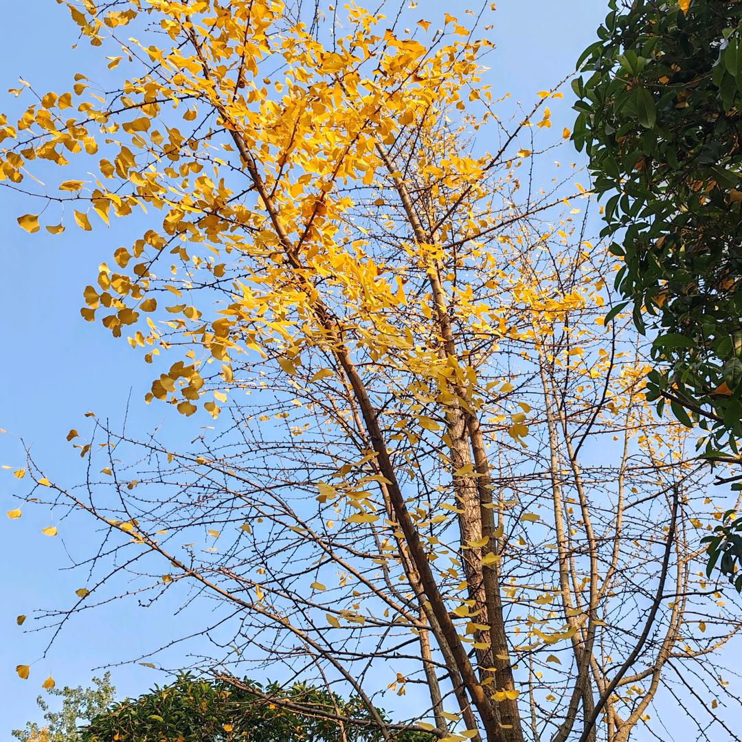 立石镇普照村土特产