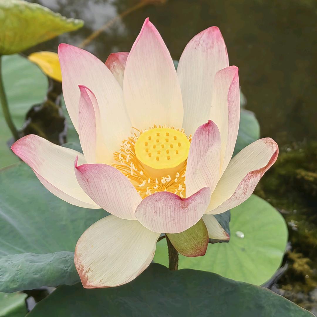 汤圆家百货分享