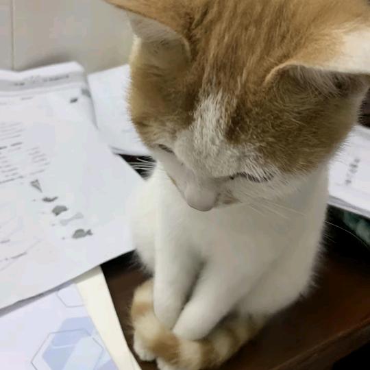 六吨核桃
