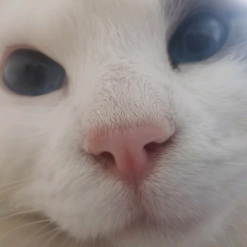 小王的王