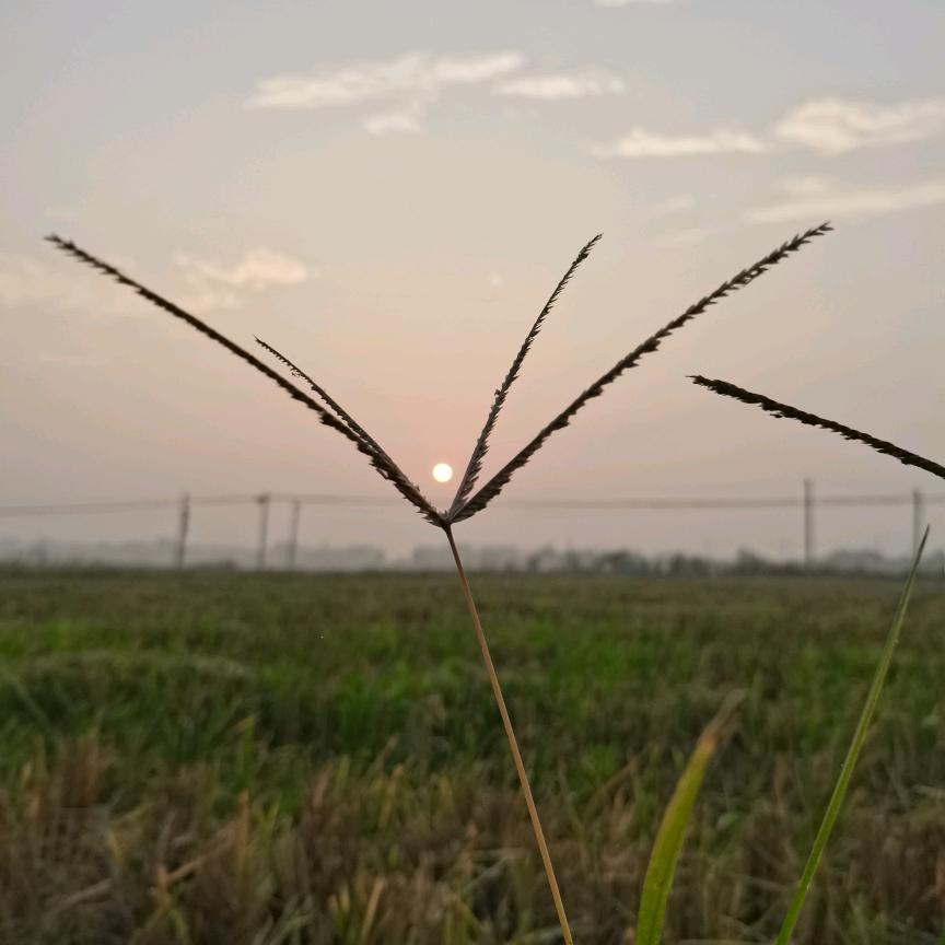 远处飘来一股焉