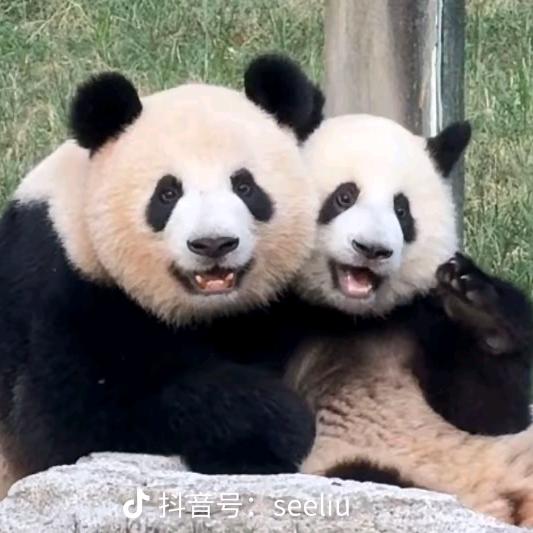 涵麻麻