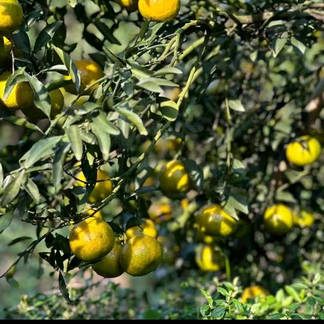 青丝白发一瞬间