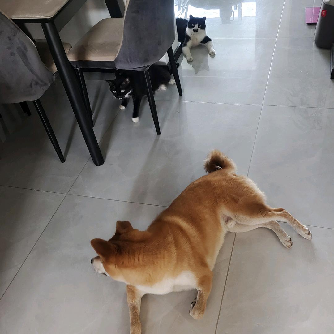 八包雪🐶😺😺