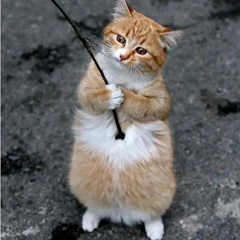 懒猫钓鱼🎣