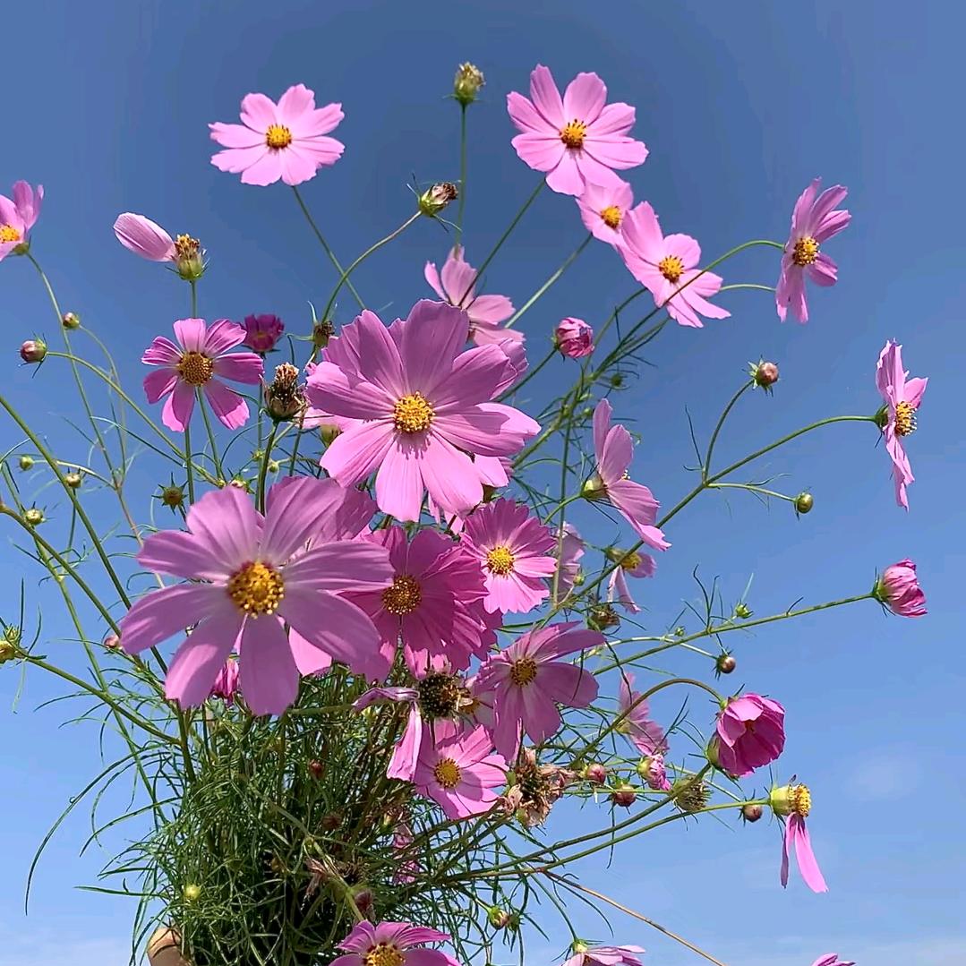 嗡嘛呢巴美吽舍