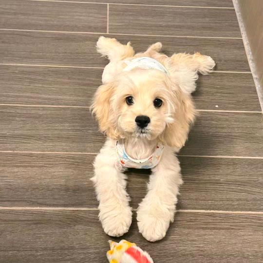 锦鲤plus²⁰²⁵