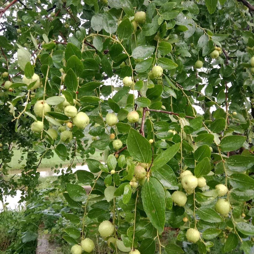 万芹