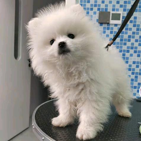 我家idol是博美