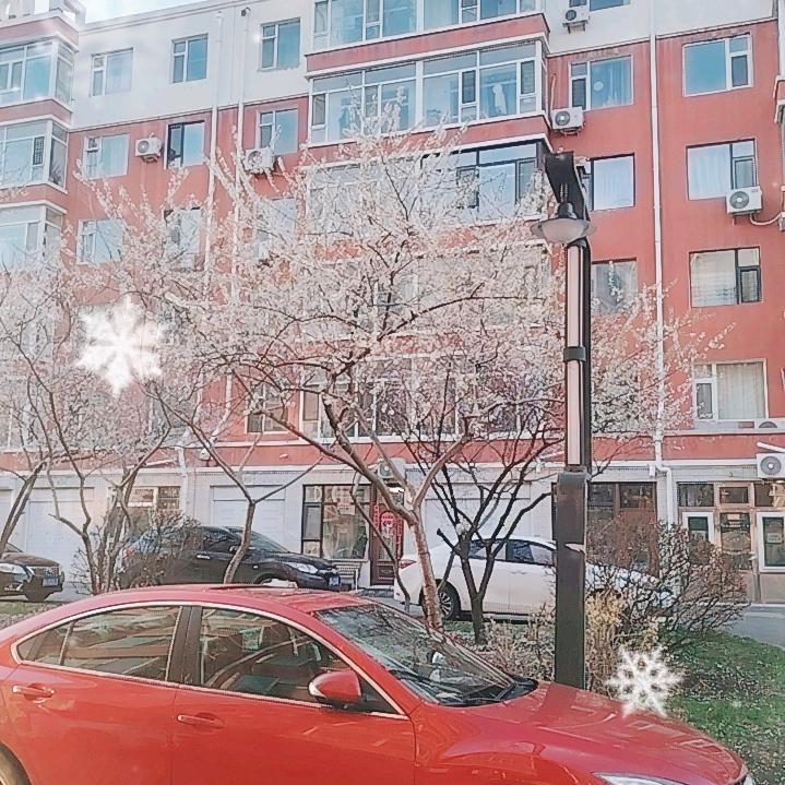 粉蝶
