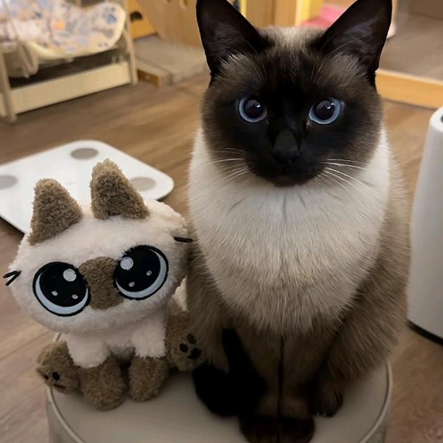 果子狸