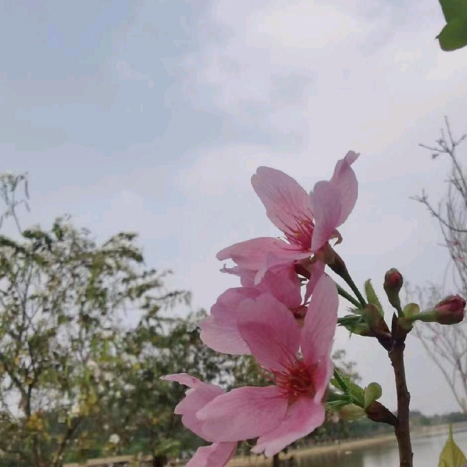 小梁～