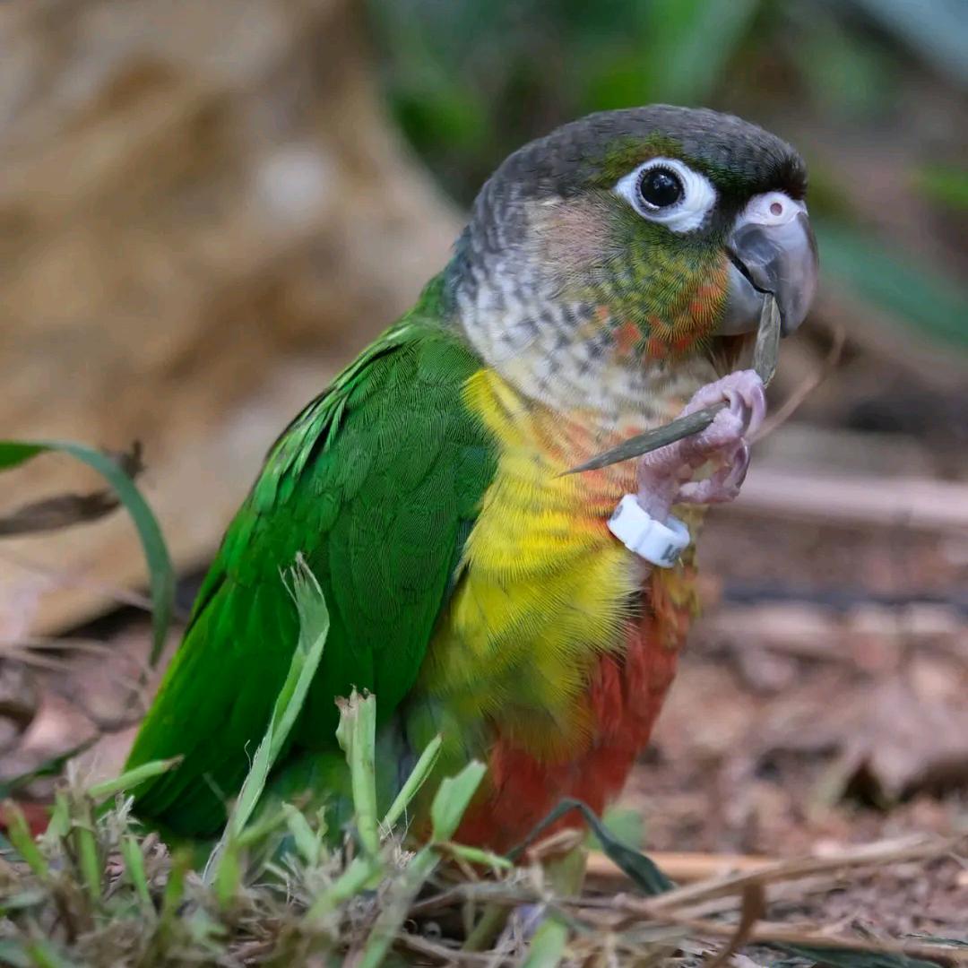 康丰繁育养殖手养鹦鹉