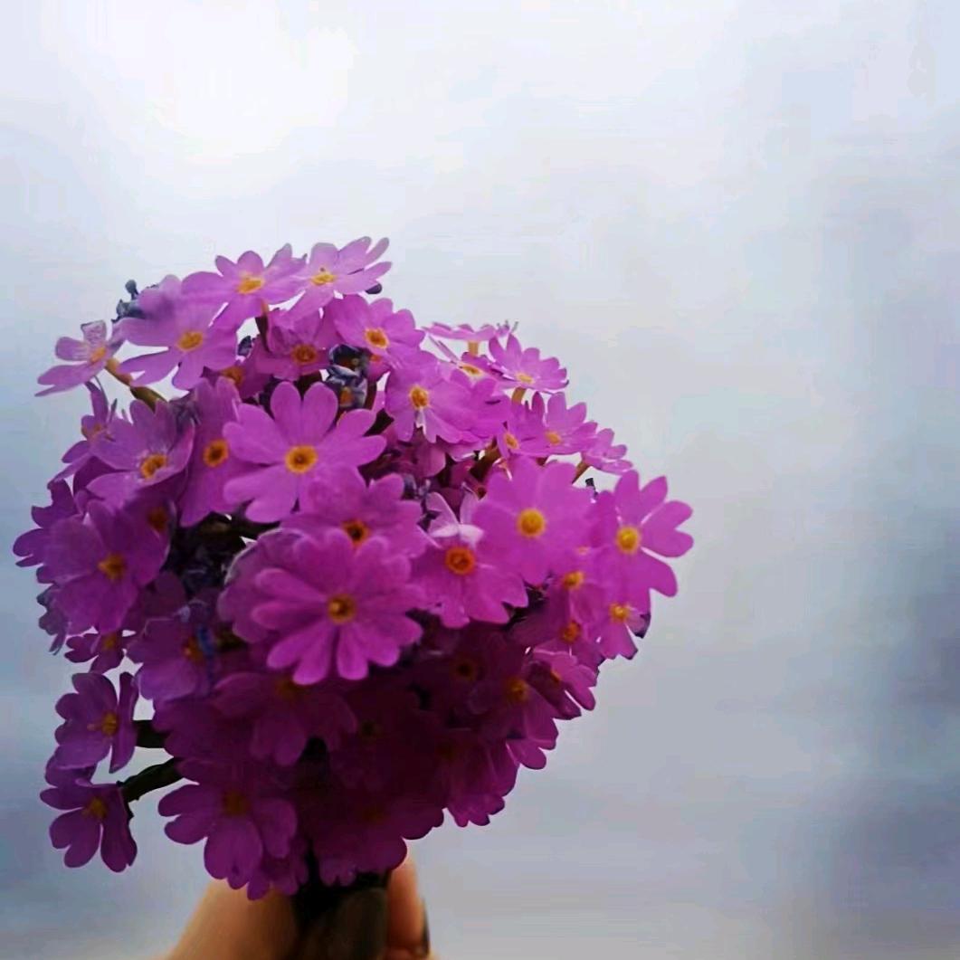 梅子