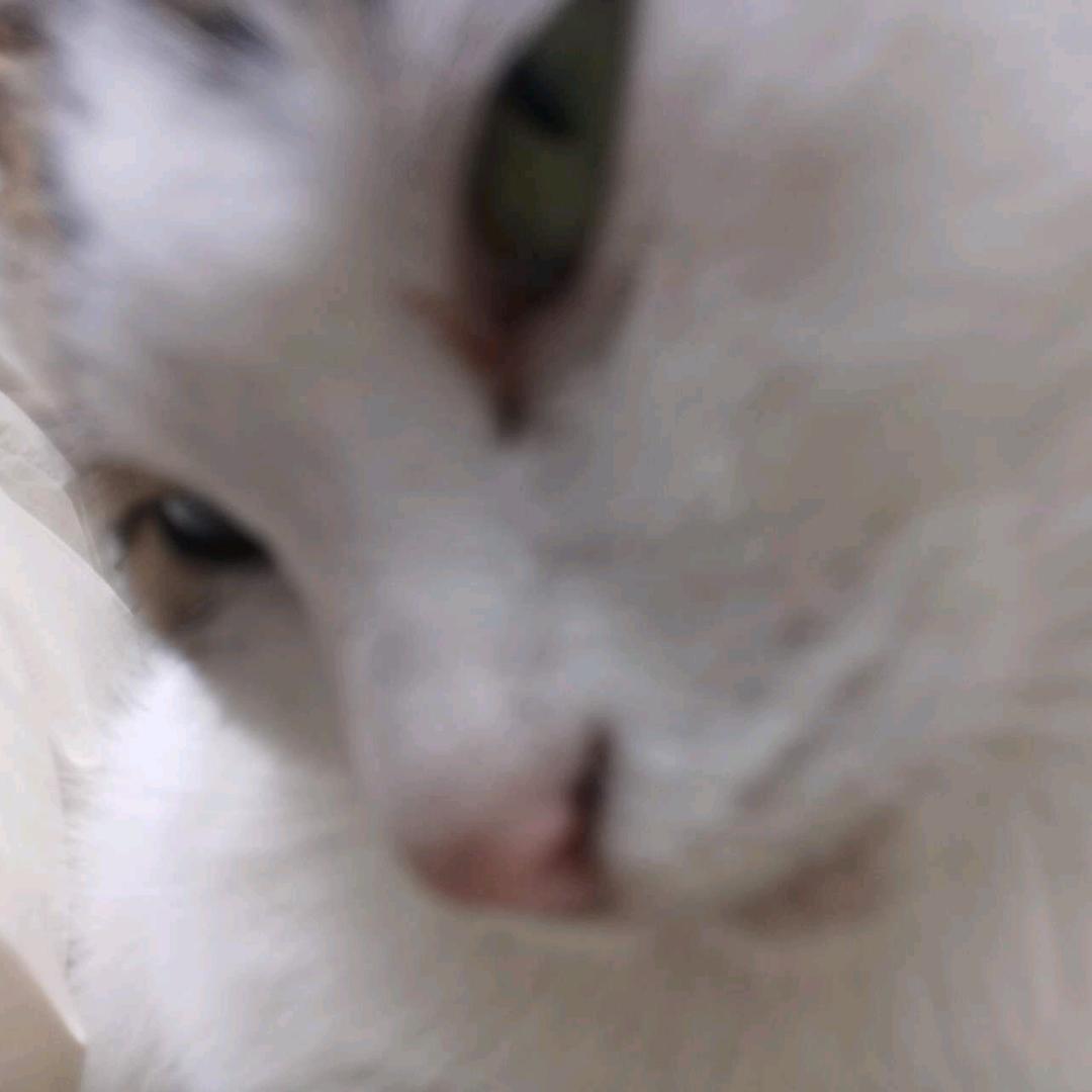 高冷财神的心尖宠