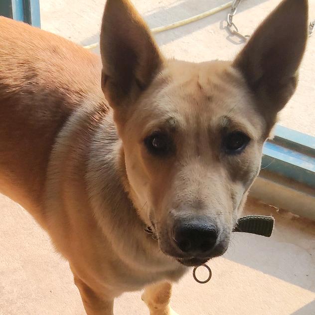 马犬来福666🌸🌸❤️