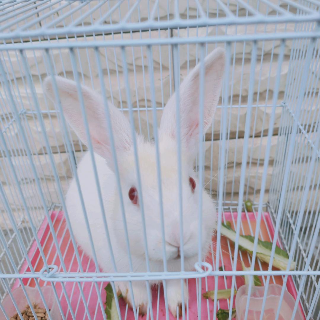 姜姜的果园（助农）