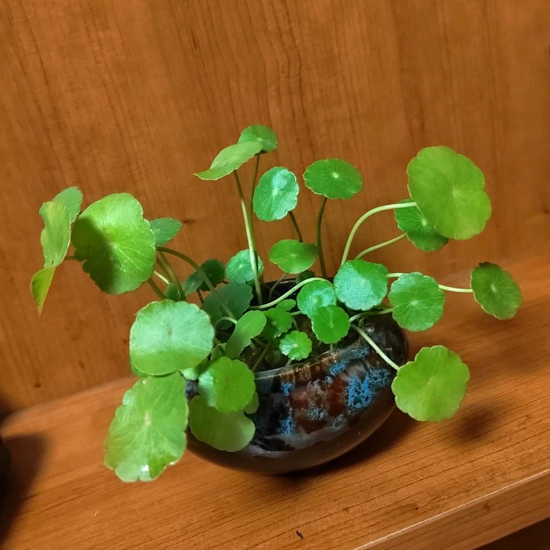 午后的清茶