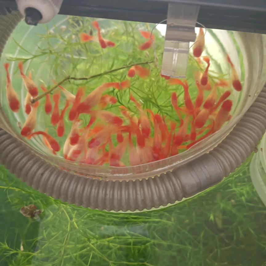 家装美容师小秋_