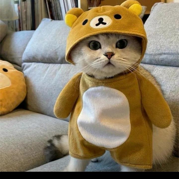Cat lover