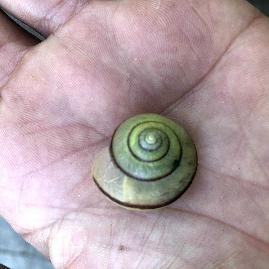 仙人掌🌵开花🌸了