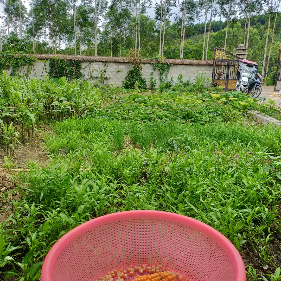 碧草秋阳