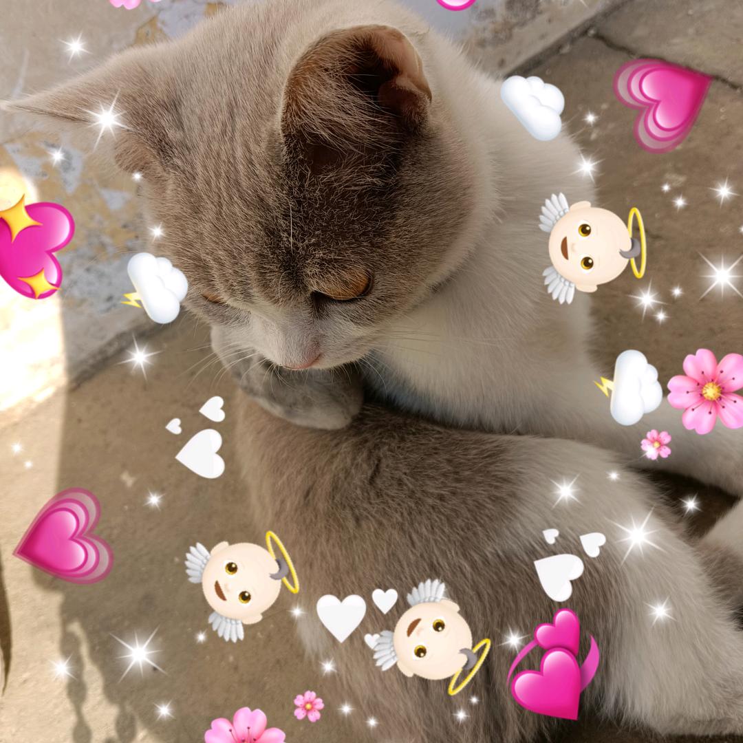 (❁´◡`❁)优*✲ﾟ*